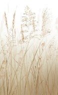 Papier peint toilette fleur des champs de blé beige