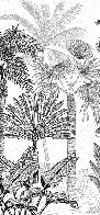 Papier peint toilette jungle cocotier tendance gravure
