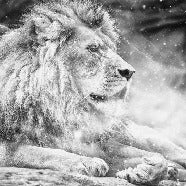 Papier peint jungle the King lion