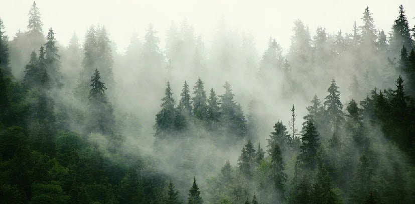 Papier peint forêt brumeuse verte