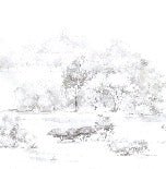 Papier peint forêt de pin aquarelle