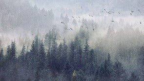 Papier peint Forêt de Chine