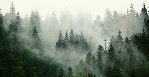 Papier peint forêt brumeuse verte