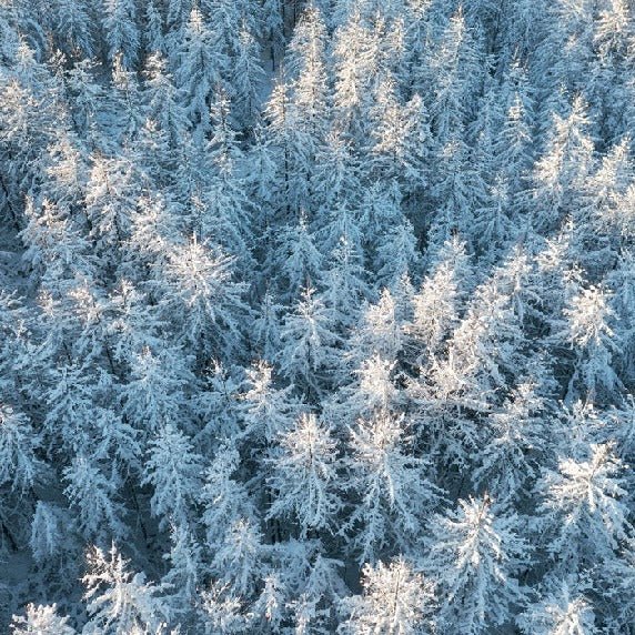 Papier peint forêt cimes Alpines