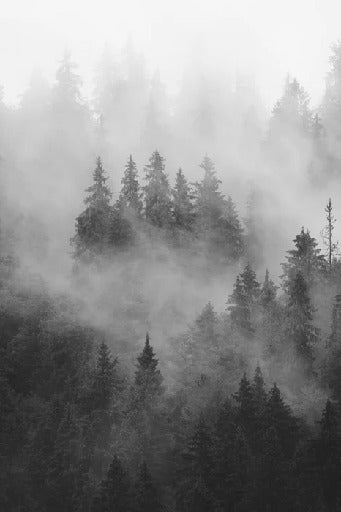 Papier peint forêt brumeuse noir et blanc