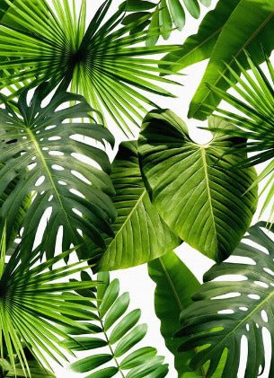 Papier peint Verdure