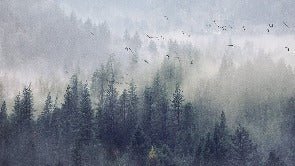 Papier peint Forêt de Chine