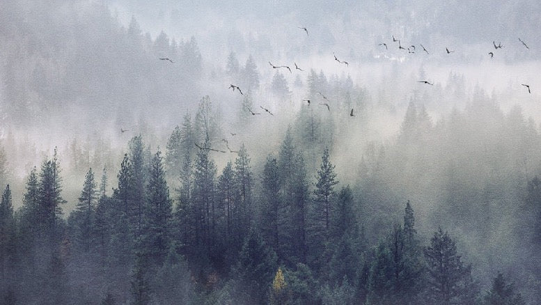 Papier peint Forêt de Chine