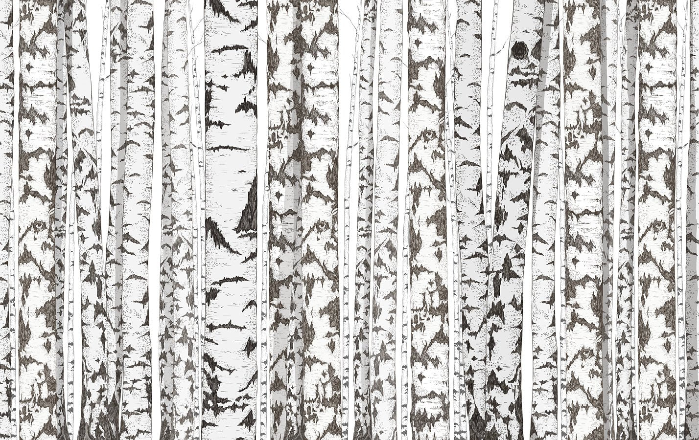 Papier peint bouleau noir et blanc, XXL, tendance