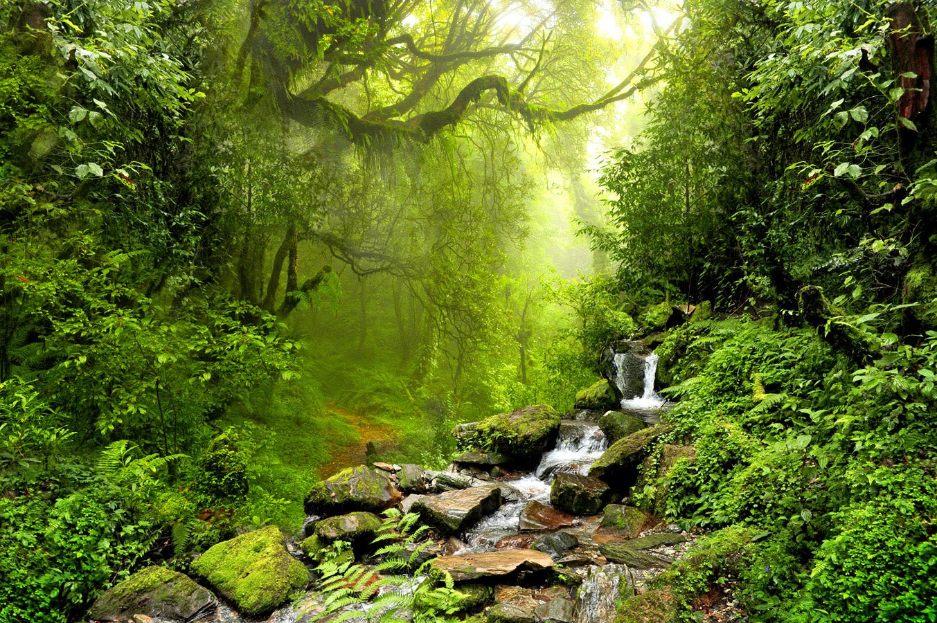 Papier peint Cascade & Forêt, mural concept, tendance