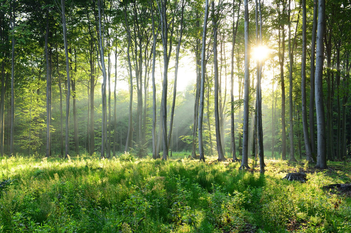 Papier peint panoramique forêt de pins, mural concept, tendance