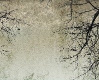 Papier peint Forêt Enchantée