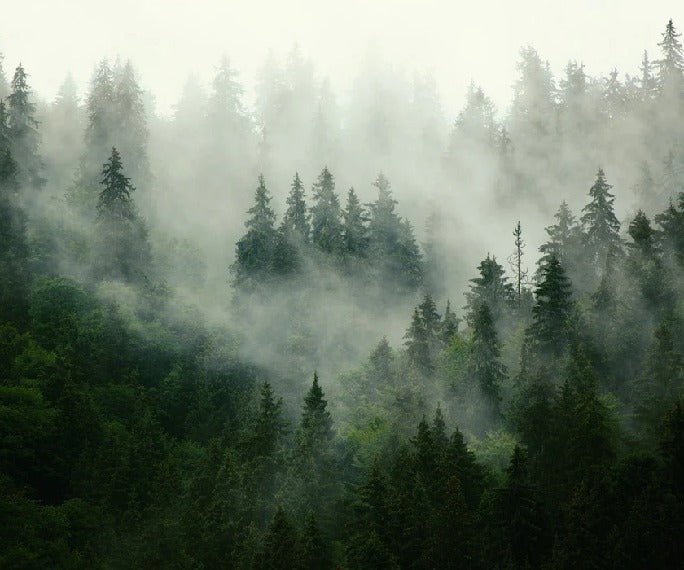 Papier peint forêt brumeuse verte