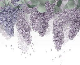 Papier peint Glycine Provence