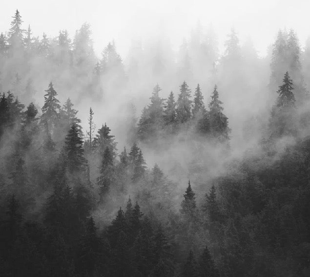Papier peint forêt brumeuse noir et blanc