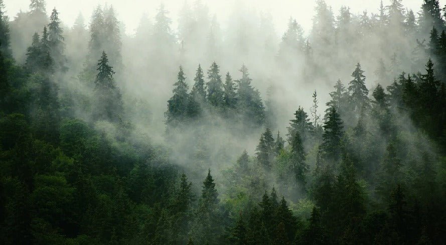 Papier peint forêt brumeuse verte