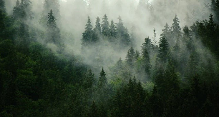 Papier peint forêt brumeuse verte