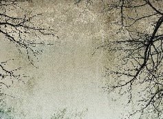 Papier peint Forêt Enchantée