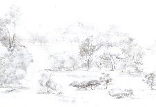 Papier peint forêt de pin aquarelle