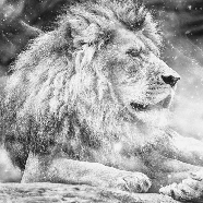 Papier peint jungle the King lion