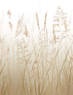 Papier peint fleur des champs de blé