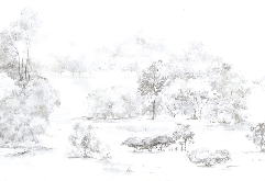 Papier peint forêt de pin aquarelle