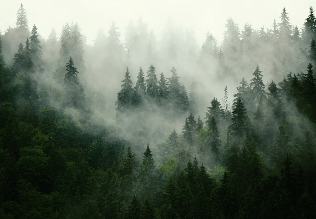 Papier peint forêt brumeuse verte