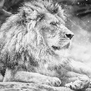 Papier peint jungle the King lion