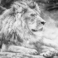 Papier peint jungle the King lion