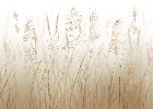 Papier peint fleur des champs de blé