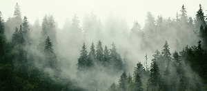 Papier peint forêt brumeuse verte
