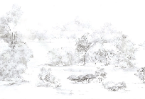 Papier peint forêt de pin aquarelle