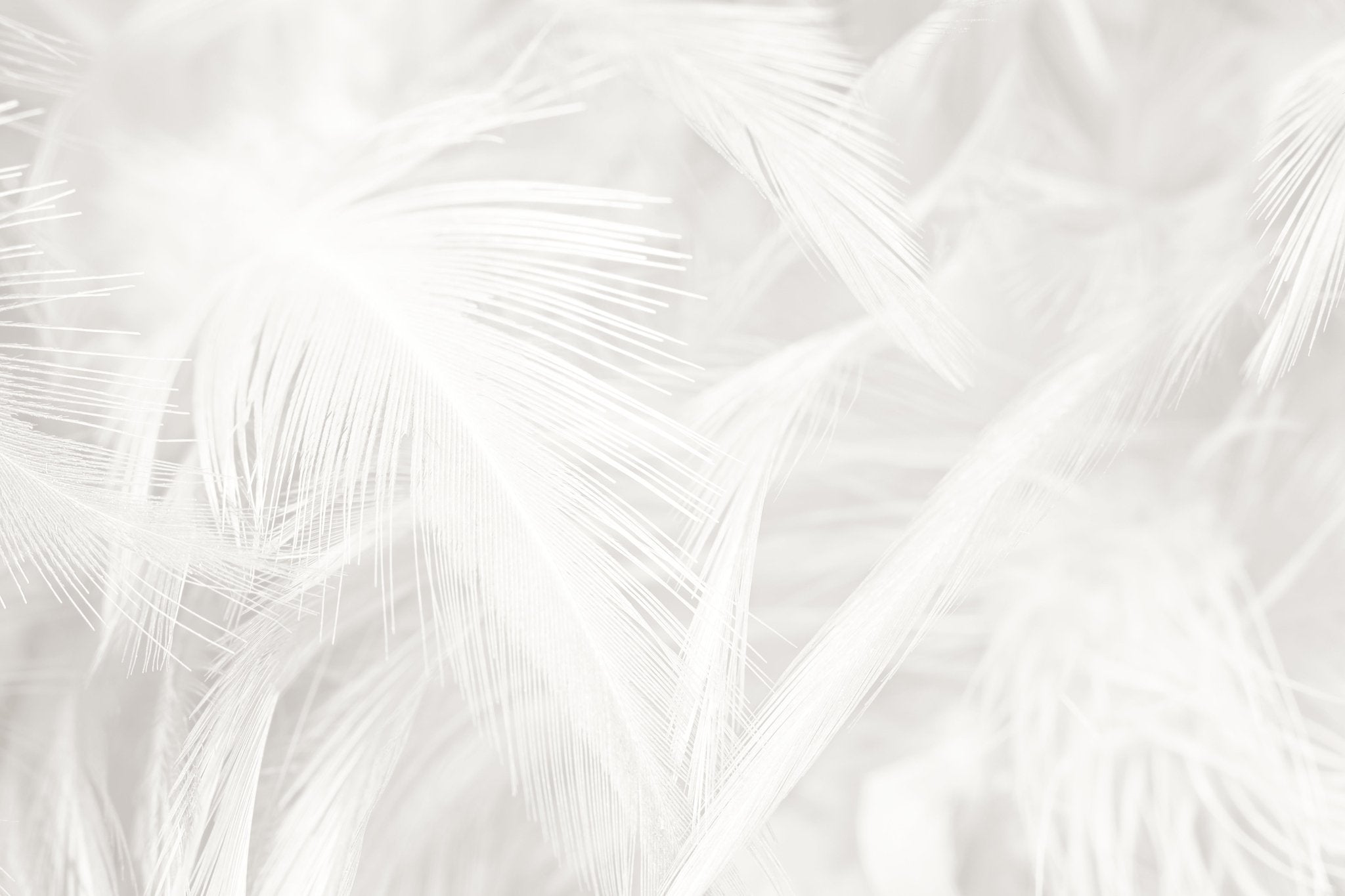 Papier peint plume subtile, XXL, tendance