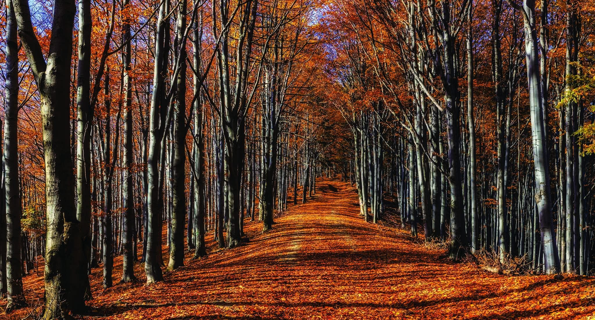 Papier peint panoramique balade d'automne - papier peint sur mesure francais - muralconcept