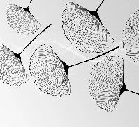 Papier peint panoramique tendance ginkgo noir