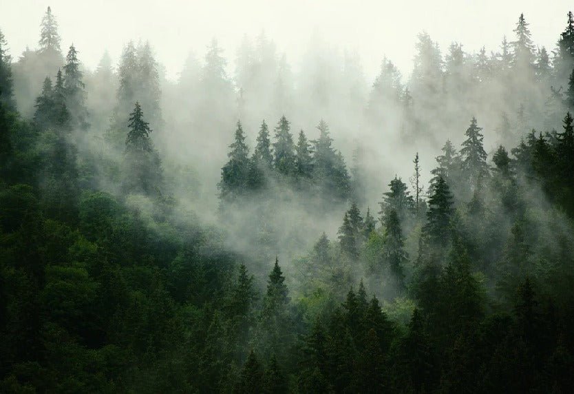 Papier peint forêt brumeuse verte