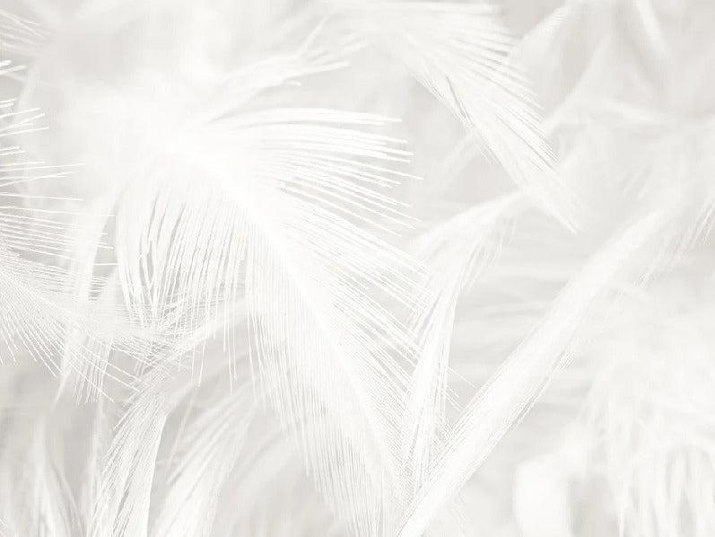 Papier peint plume subtile