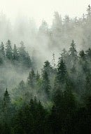 Papier peint forêt brumeuse verte