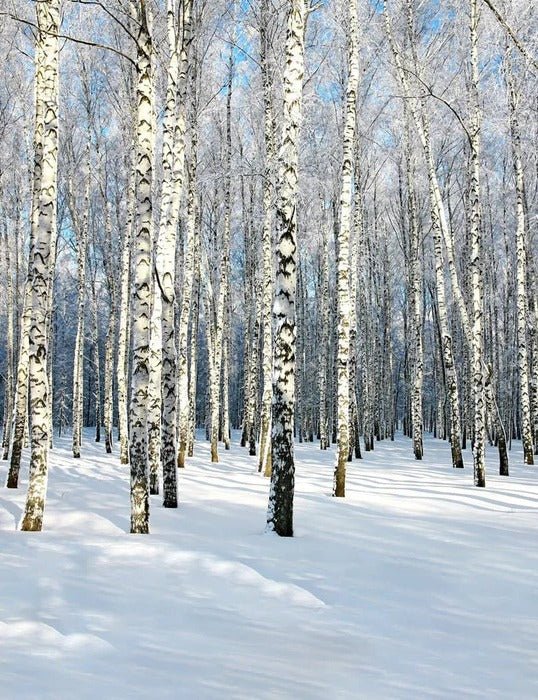 Papier peint Bouleau Wood Forêt