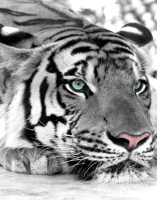 Papier peint Tigre Blanc Majestueux, XXL, tendance