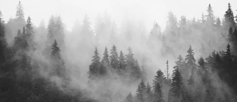 Papier peint forêt brumeuse noir et blanc