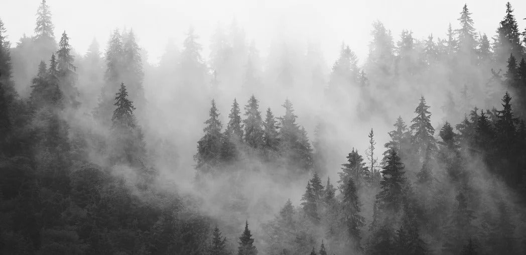 Papier peint forêt brumeuse noir et blanc