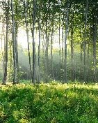 Papier peint panoramique forêt de pins