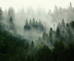 Papier peint forêt brumeuse verte