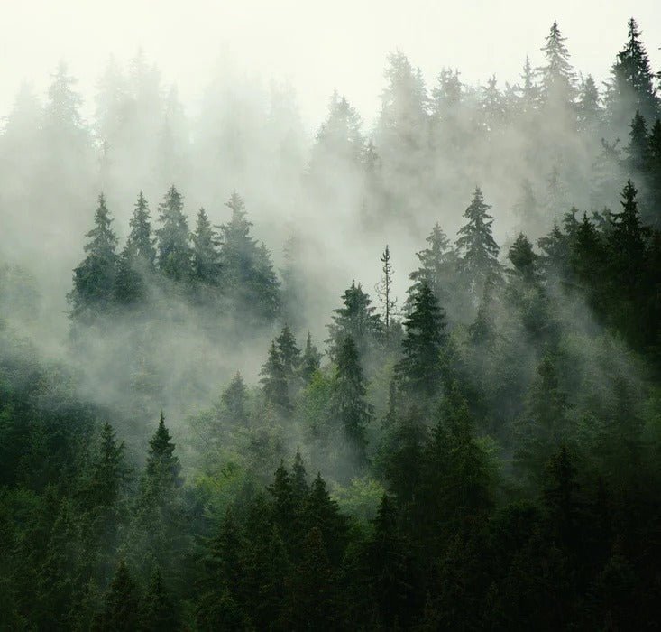 Papier peint forêt brumeuse verte