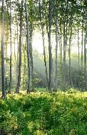 Papier peint wc Forêt de Pins