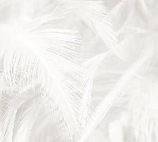 Papier peint plume subtile