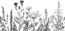 Papier peint botanique folk noir et blanc