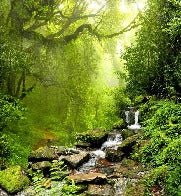 Papier peint Cascade & Forêt, XXL, tendance