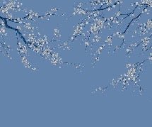 Papier peint panoramique fleur Sakura bleuté